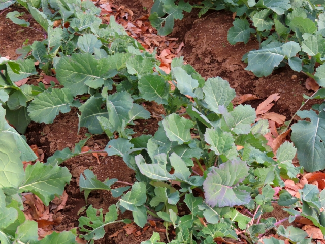 ケール畑の写真